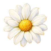 Daisy