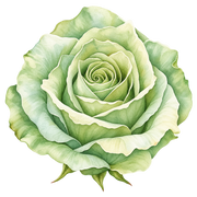 Green rose