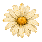 Hidden daisy