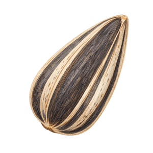 Sunflower seed