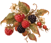 Wild berries