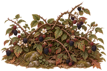 Bramble